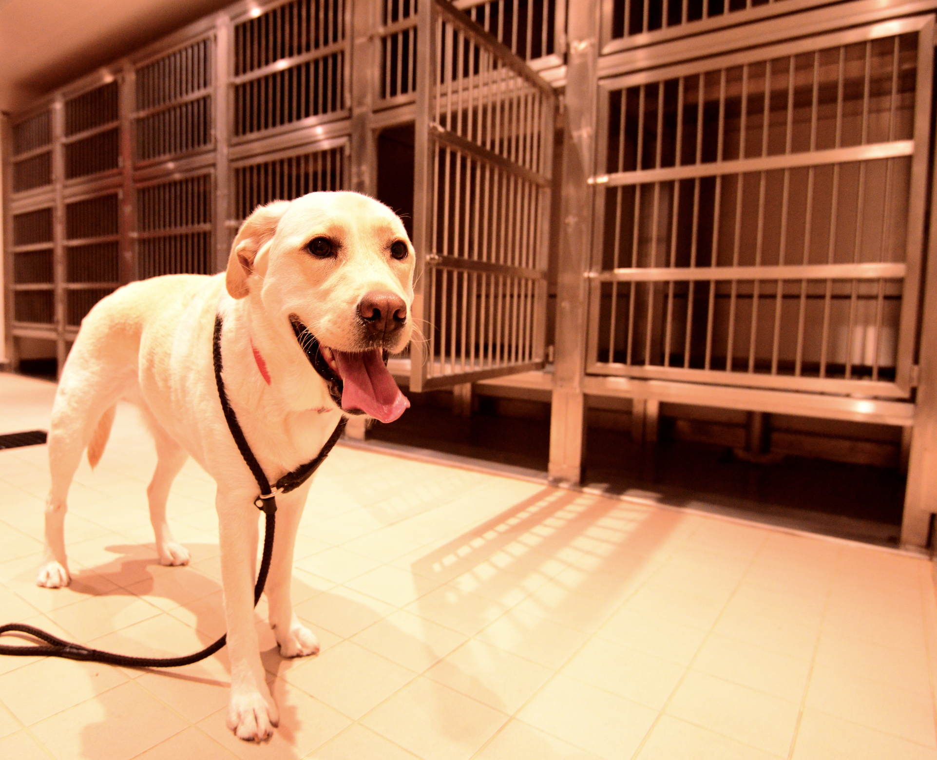 dog-boarding-basics-houston-tx