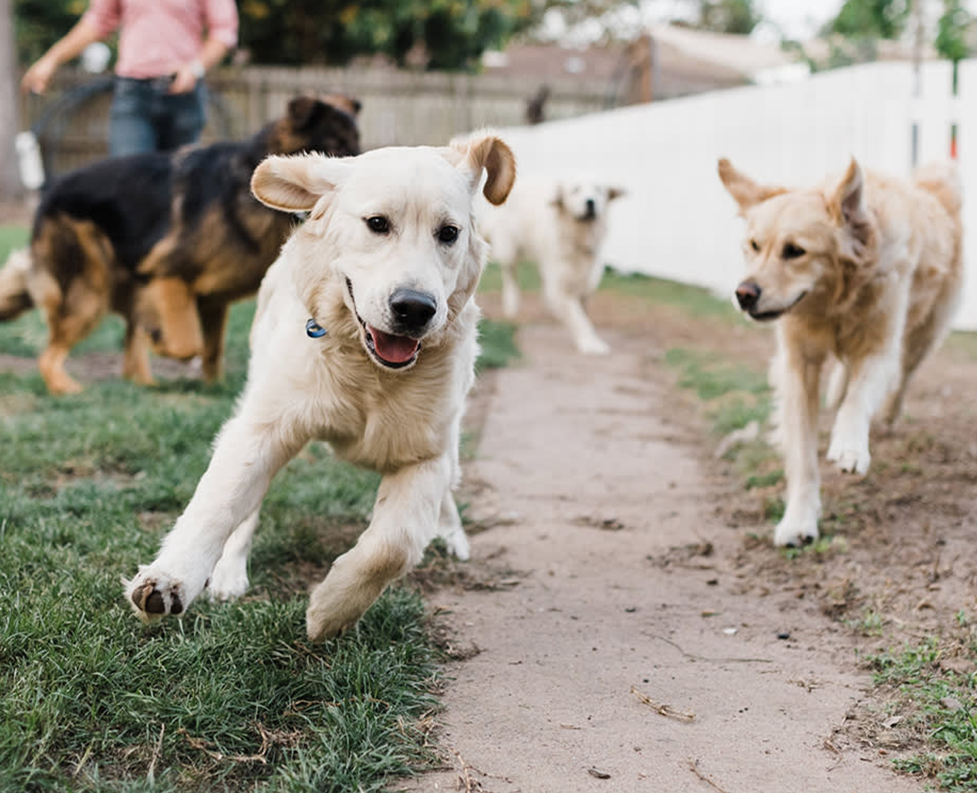 dog-day-care