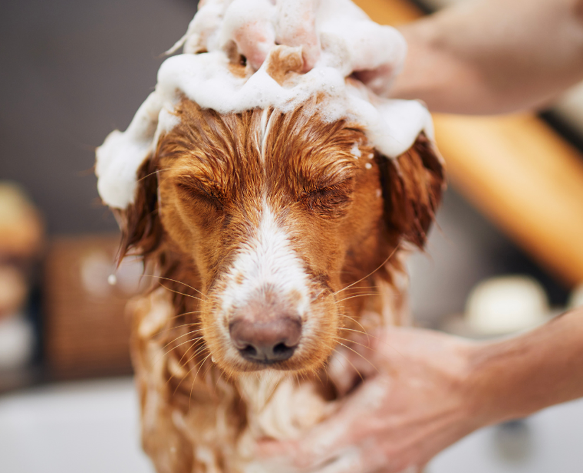 dog-grooming
