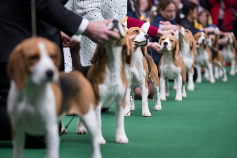 Westminster Kennel Club