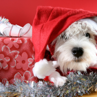Dear Santa… I want a puppy!