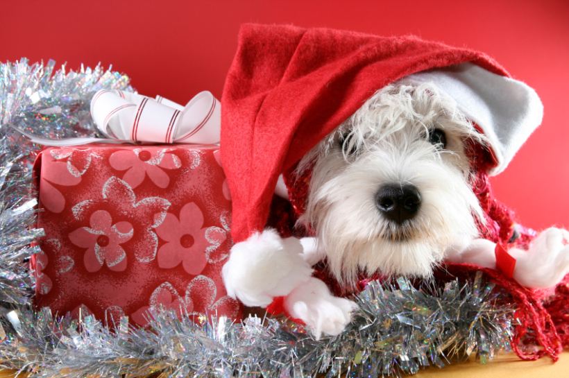 Dear Santa… I want a puppy!