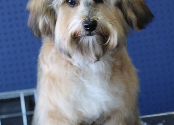 Baxter