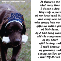 HOT PAWS MOURNS ‘BOOGIE’ THE DEATH OF OUR FRIEND