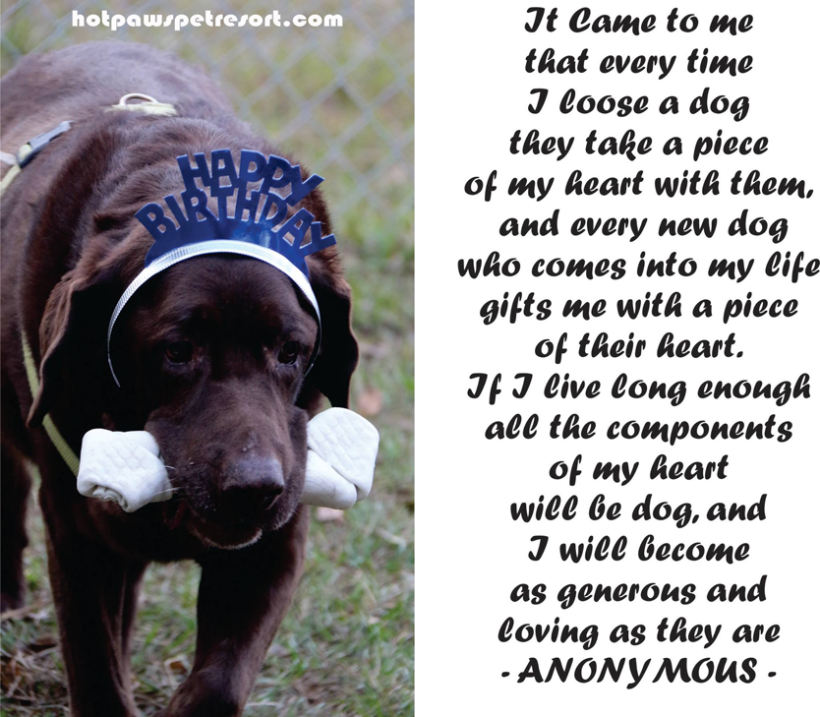 HOT PAWS MOURNS ‘BOOGIE’ THE DEATH OF OUR FRIEND