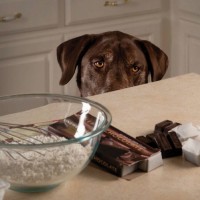 Chocolate Toxicity and Your Pet