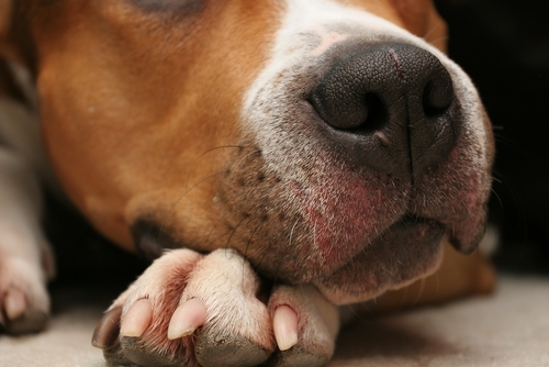Why should you keep your pet’s nails short?