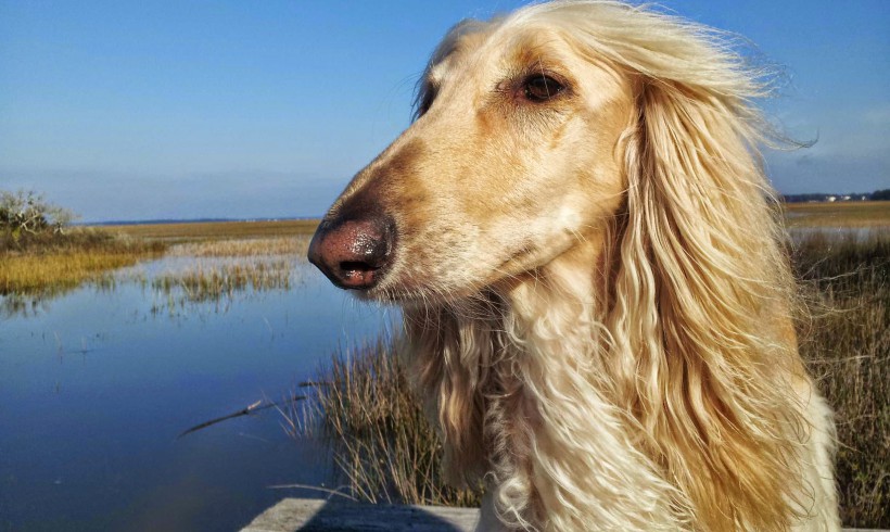 Cousteau
