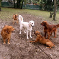 The Importance of Doggie Day Care