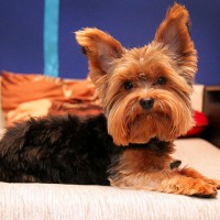 I Love Yorkies